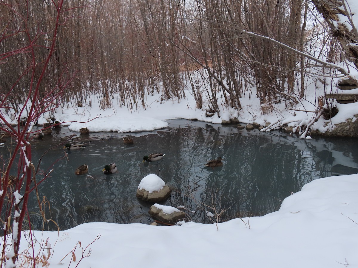 Mallard - ML647670306