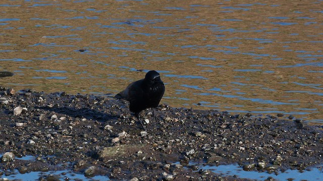 vrána černá - ML647670308