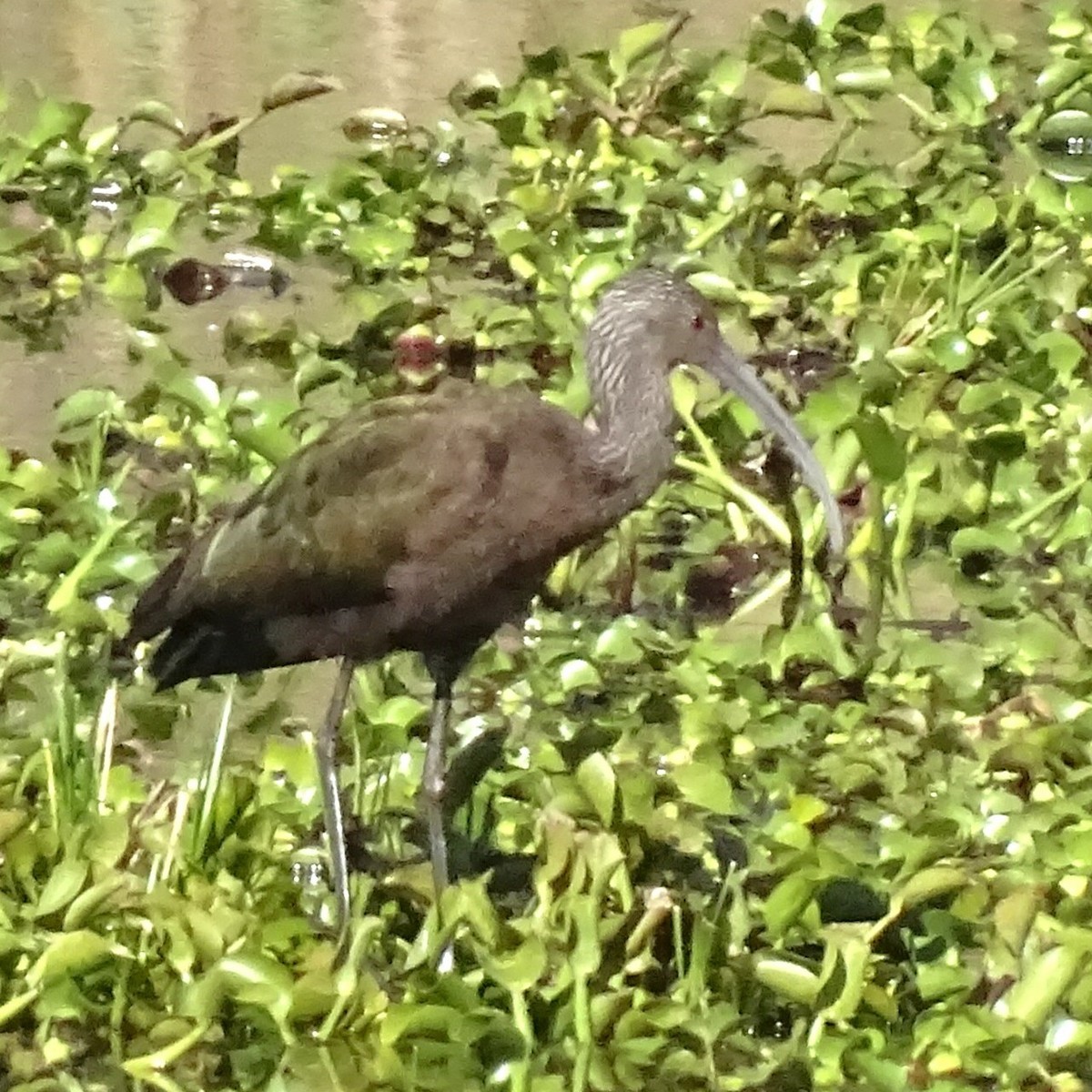 Beltzaran musuzuria - ML647670309