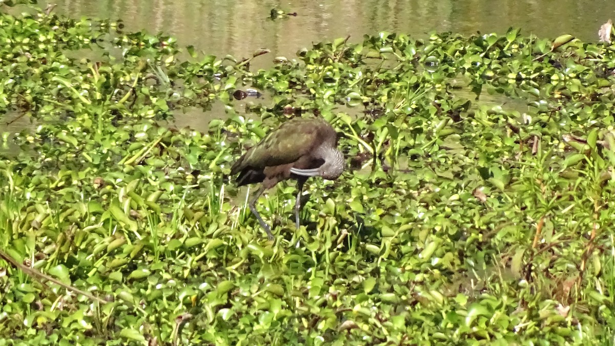 Beltzaran musuzuria - ML647670311