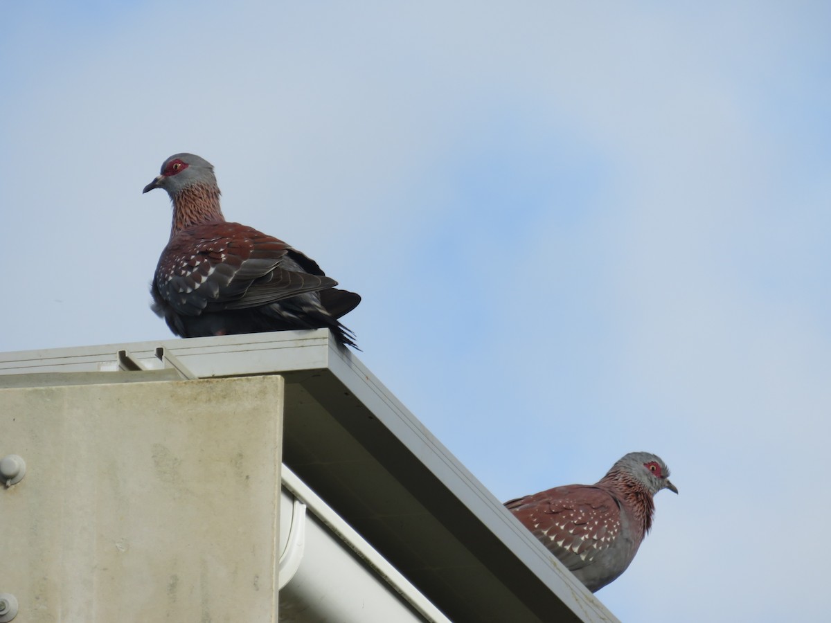 Uso ginearra - ML647670326