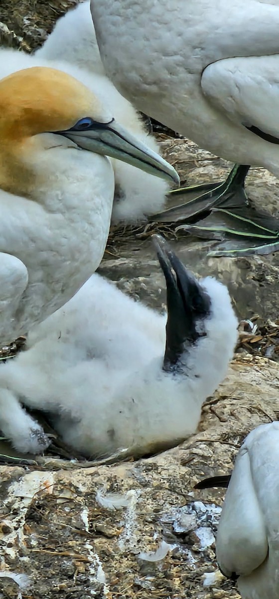 Сула австралійська - ML647670327