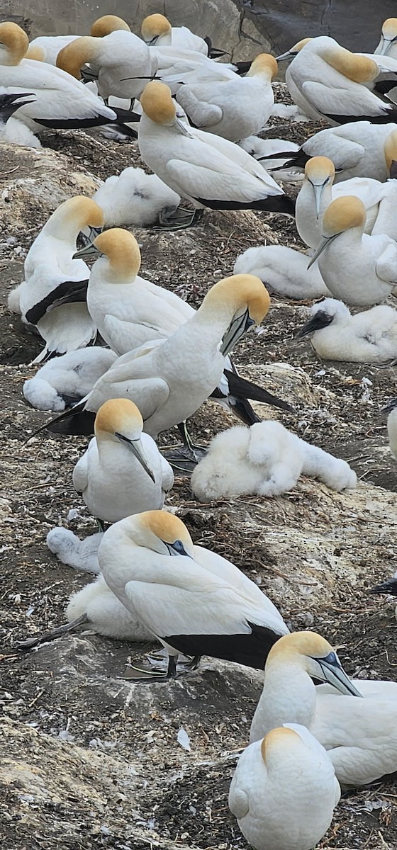 Сула австралійська - ML647670328