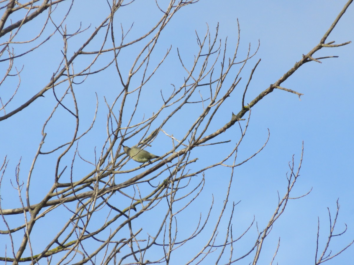 Southern Double-collared Sunbird - ML647670345