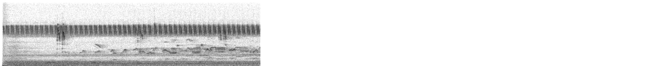 konipas bílý - ML647670361