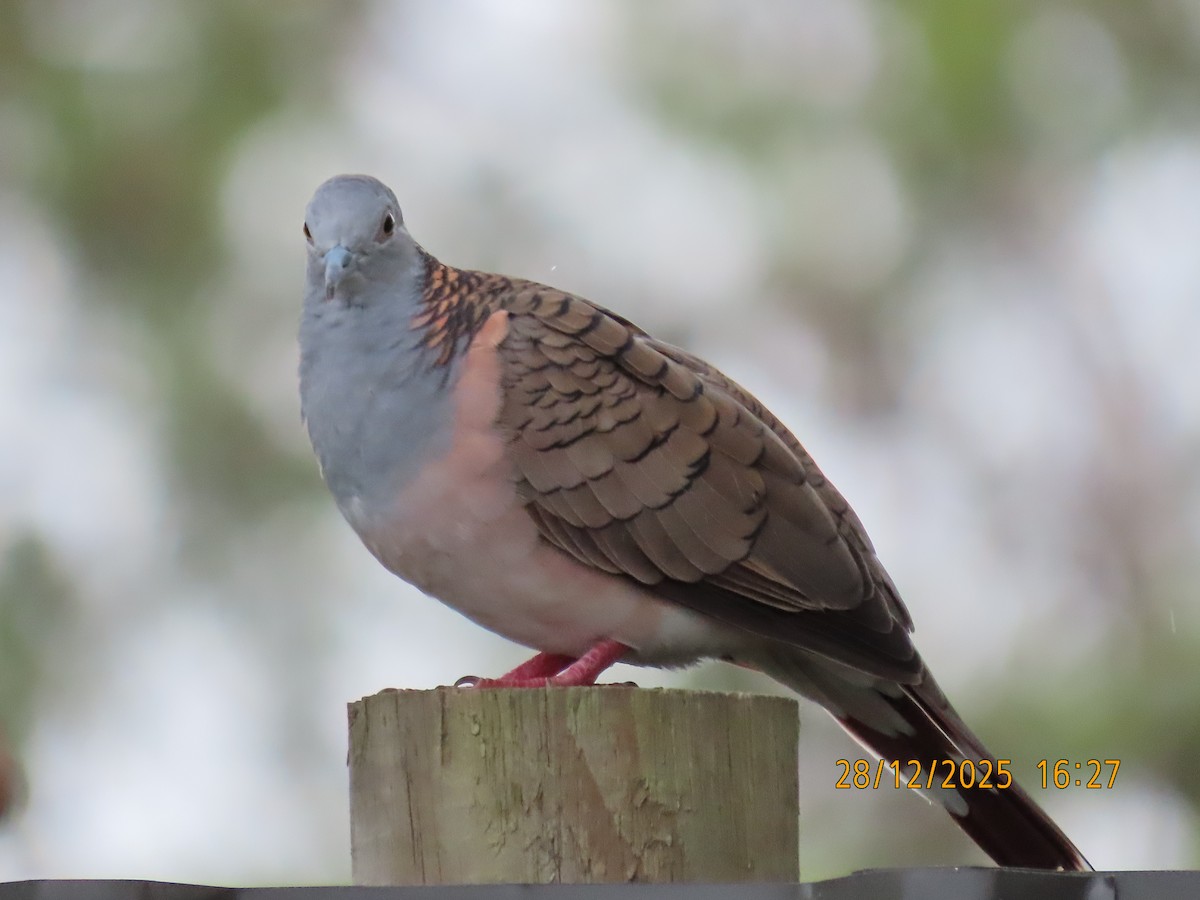 Yazılı Omuzlu Kumru - ML647670366