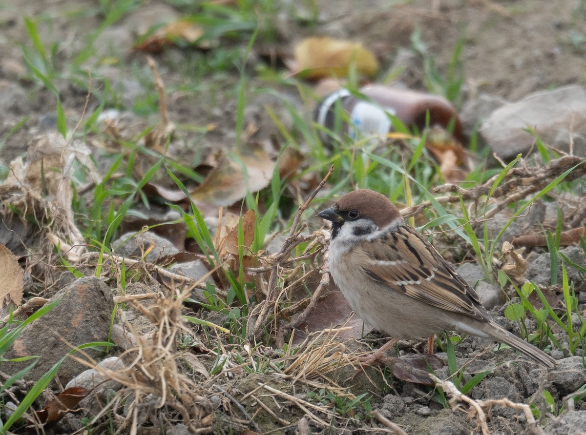 Gorrión Molinero - ML647670367