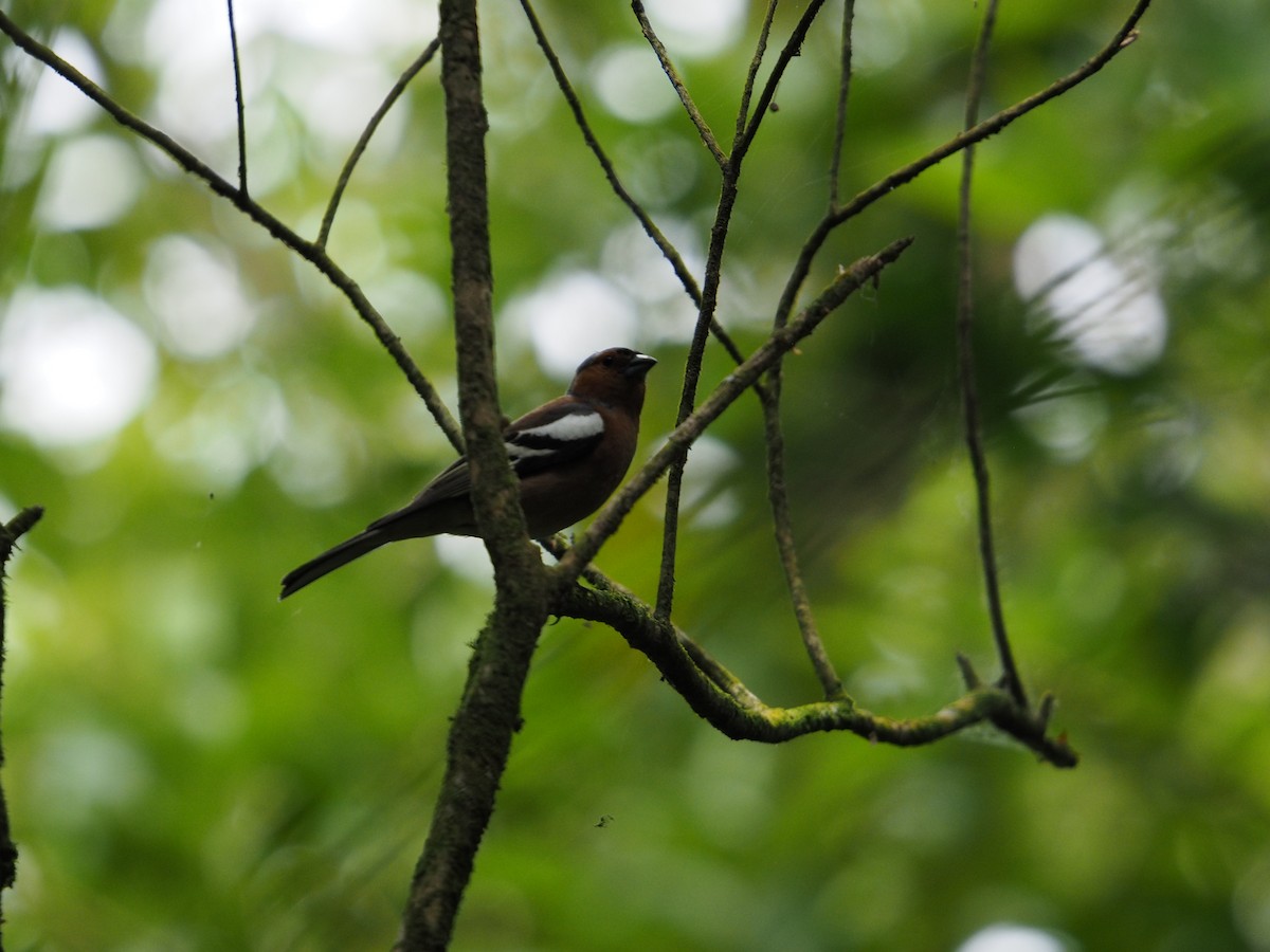 Зяблик звичайний - ML647670372