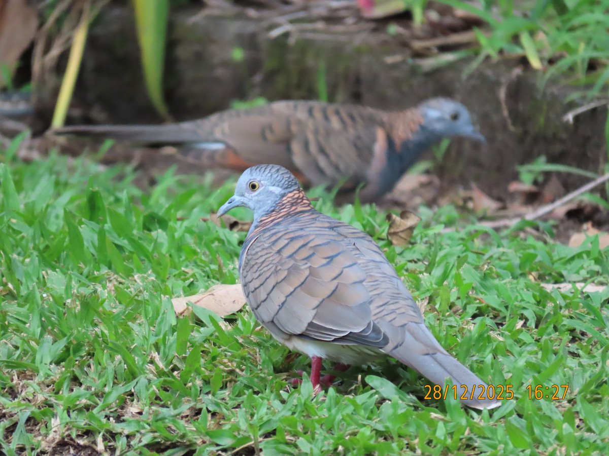 Yazılı Omuzlu Kumru - ML647670373