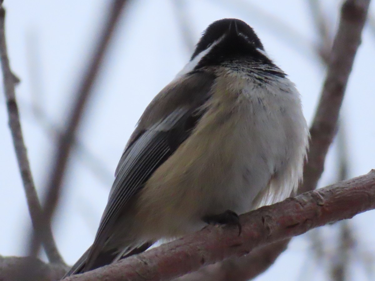 Black-capped Chickadee - ML647670378