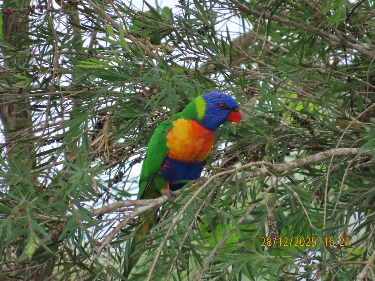 Gökkuşağı Renkli Loriket - ML647670388