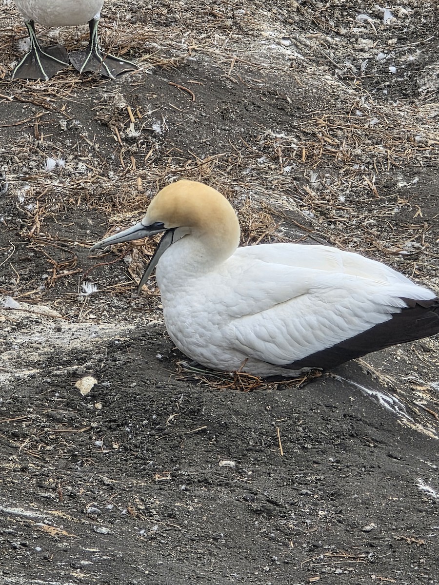 Сула австралійська - ML647670408