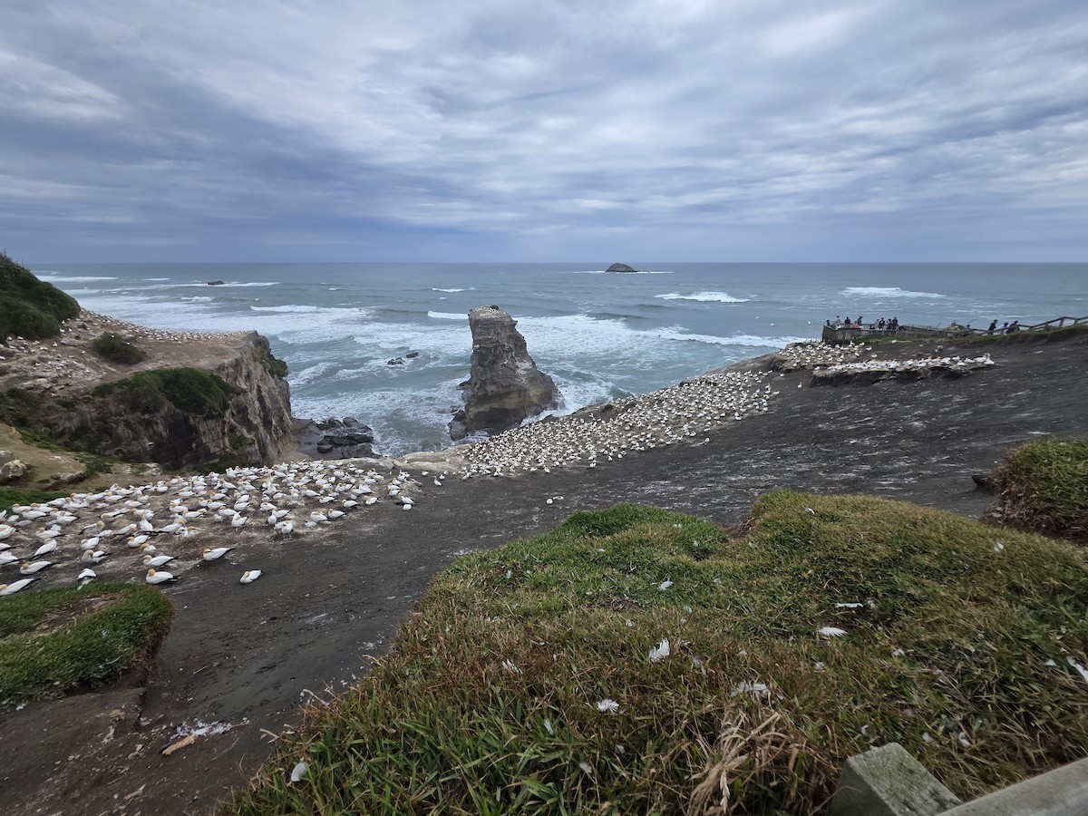 Сула австралійська - ML647670409