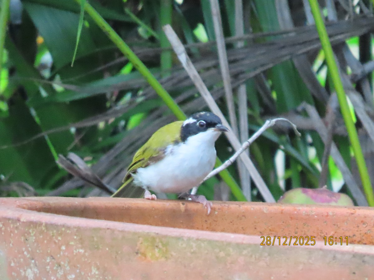 Ak Boğazlı Balkuşu - ML647670410