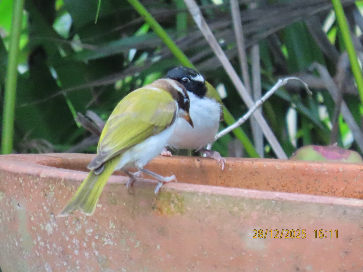 Ak Boğazlı Balkuşu - ML647670412