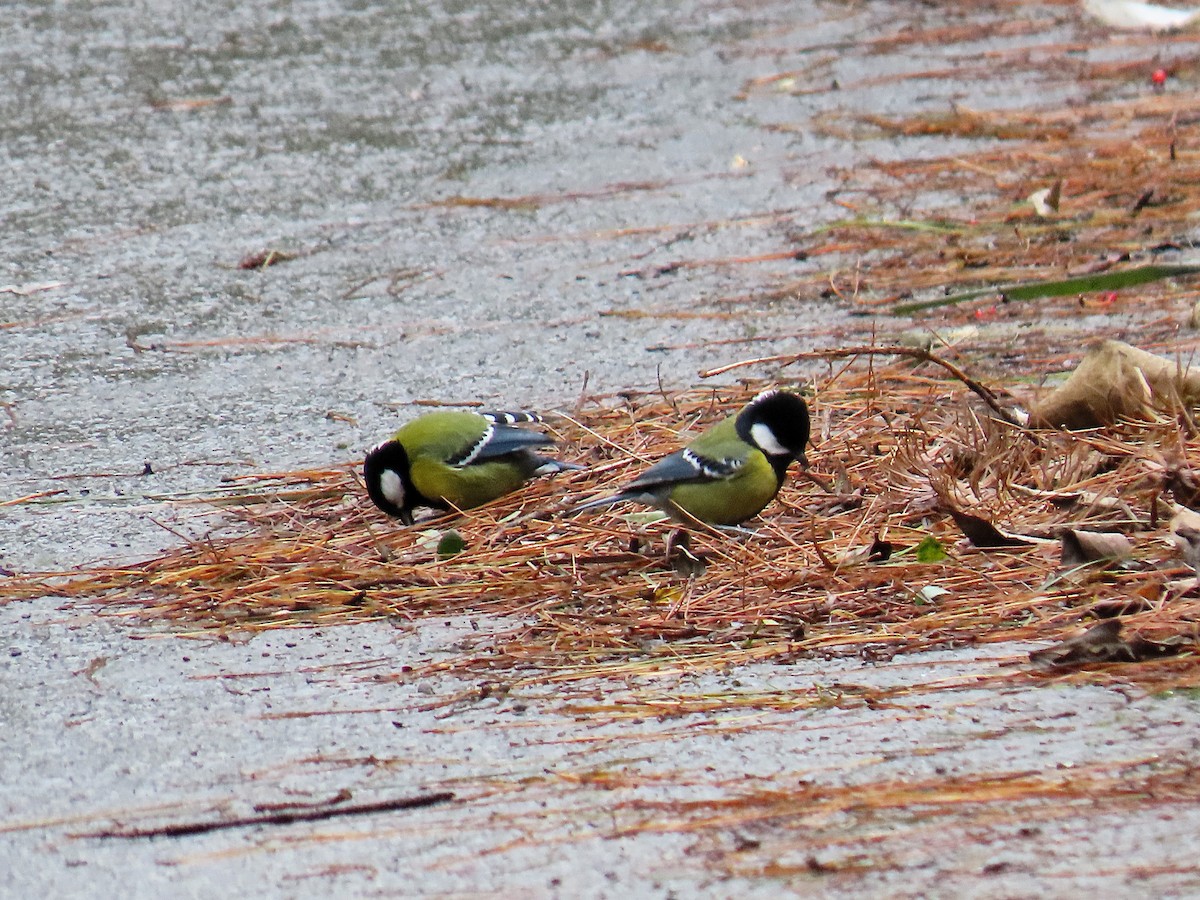Bergkohlmeise - ML647670416