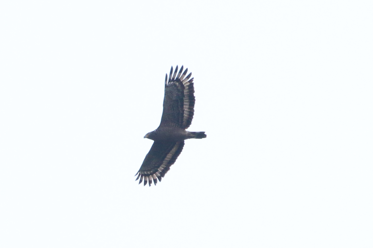 Хохлатый змееяд - ML647670422