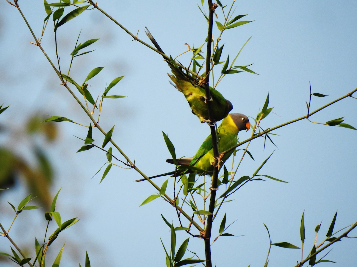 Erik Başlı Yeşil Papağan - ML647670426