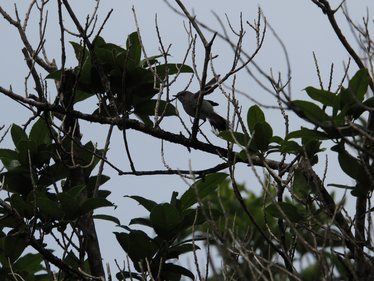 Ріроріро сірий - ML647670427