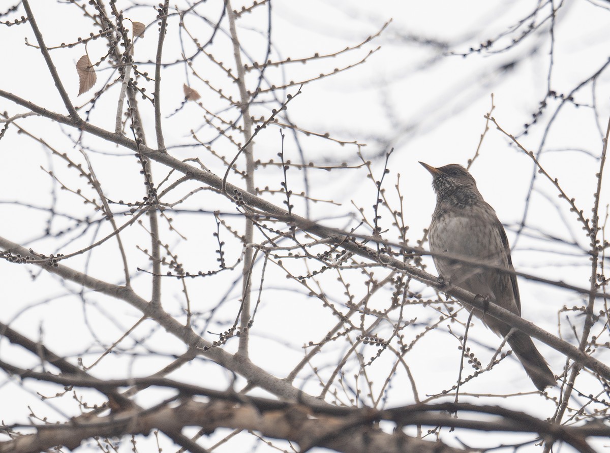 Black-throated Thrush - ML647670429