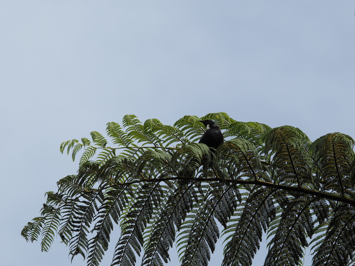 Пое - ML647670463