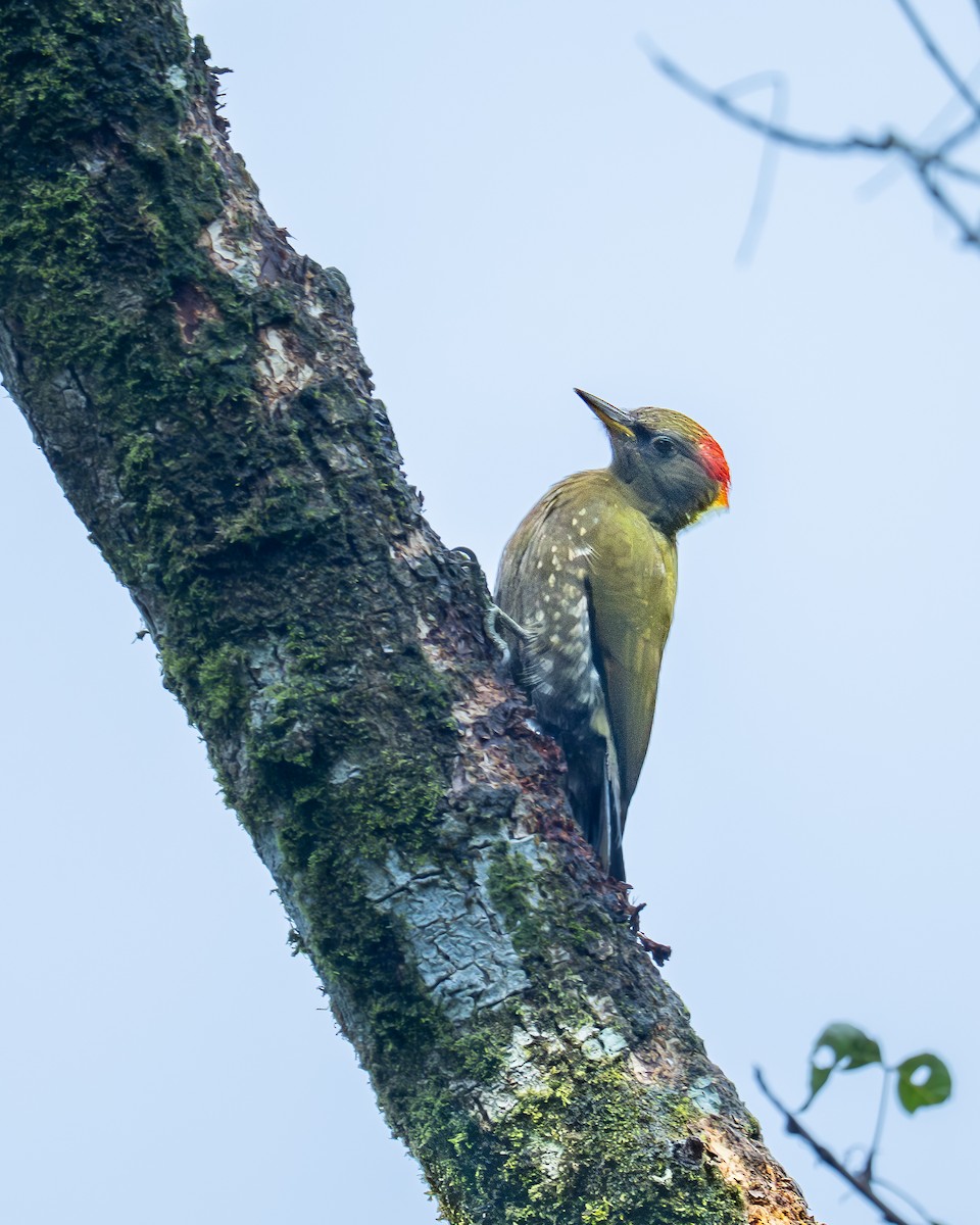Lesser Yellownape - ML647670464