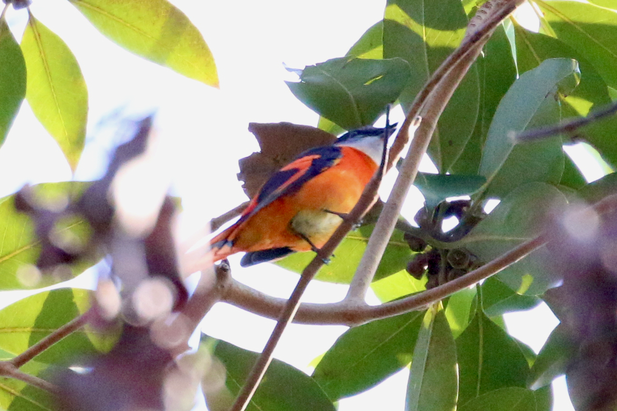 Gri Yanaklı Minivet - ML647670467