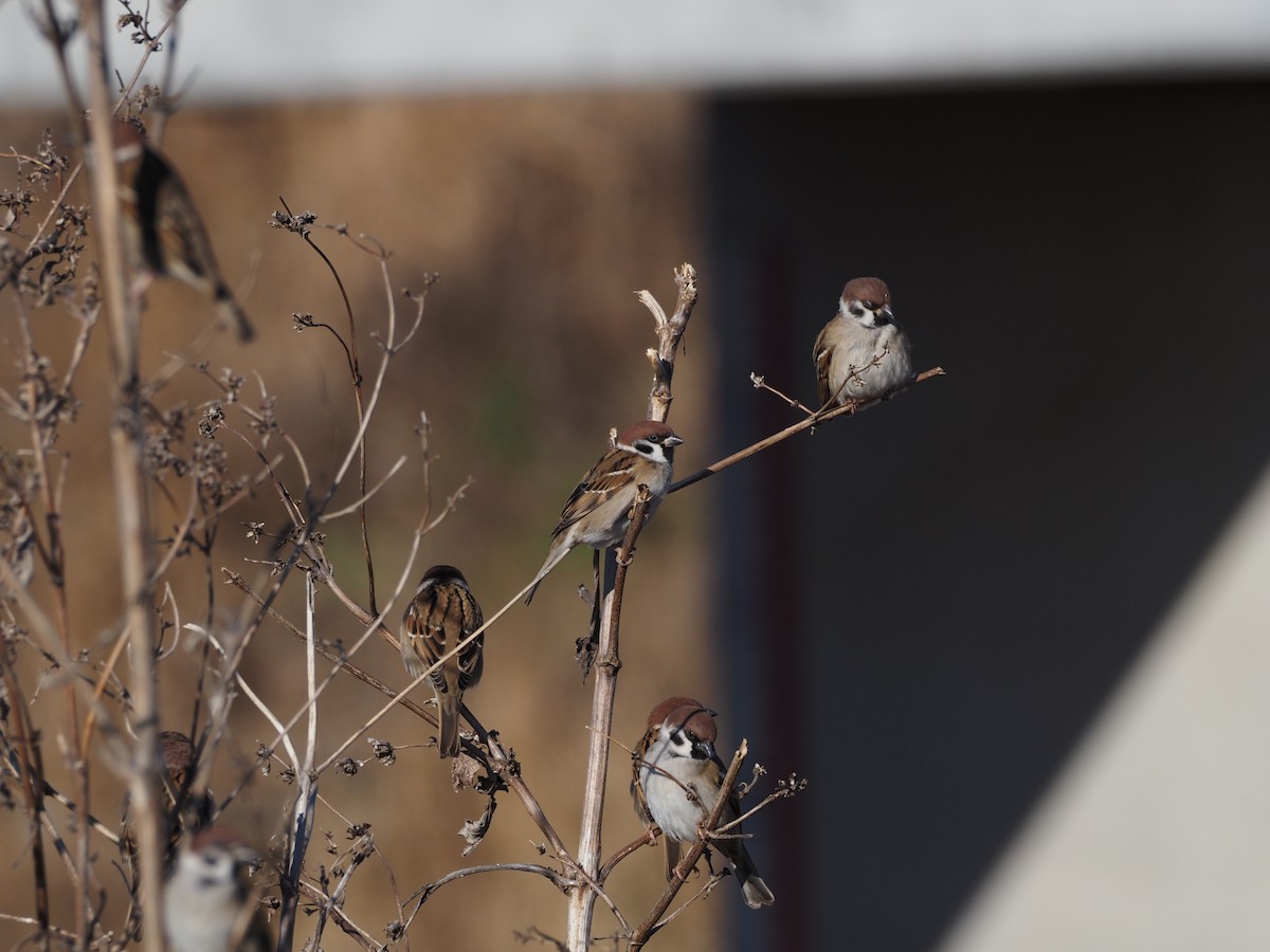 Gorrión Molinero - ML647670475