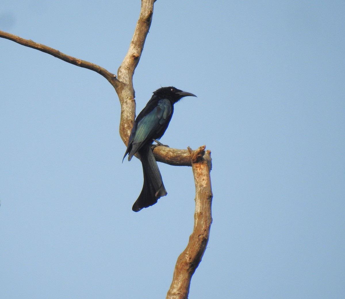 Hair-crested Drongo - ML647670476