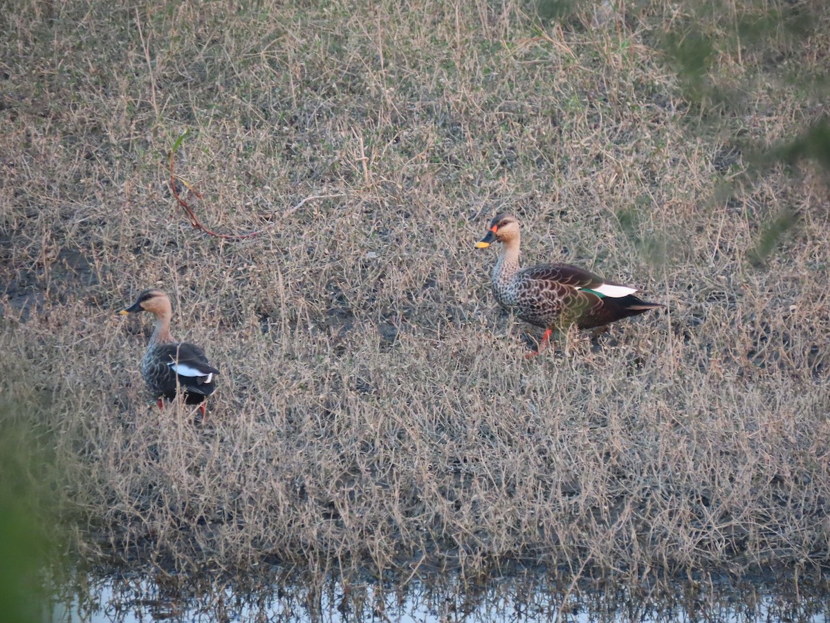 Hint Benekgagası - ML647670479