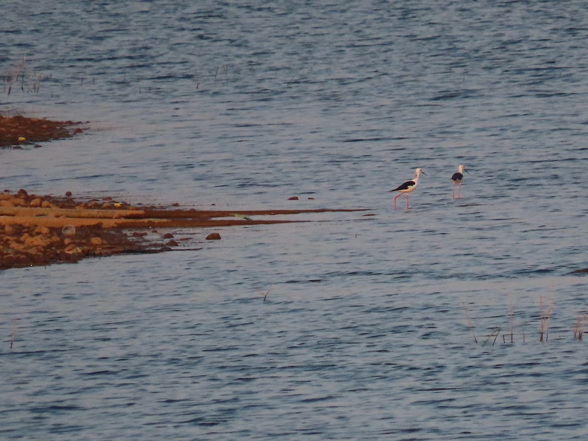 Uzunbacak - ML647670484