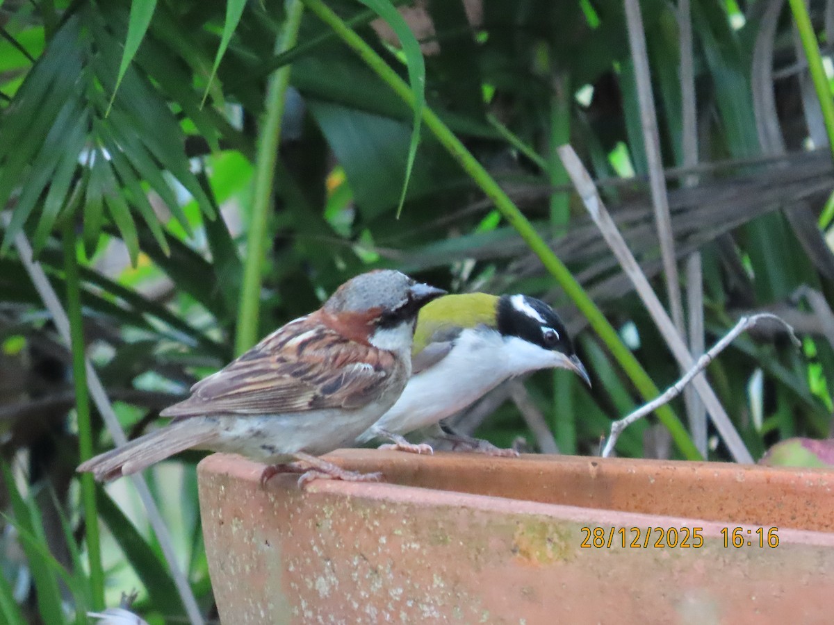 Gorrión Común - ML647670487