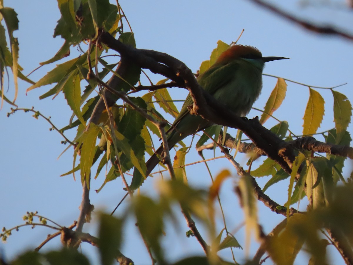 Asya Yeşil Arıkuşu - ML647670490