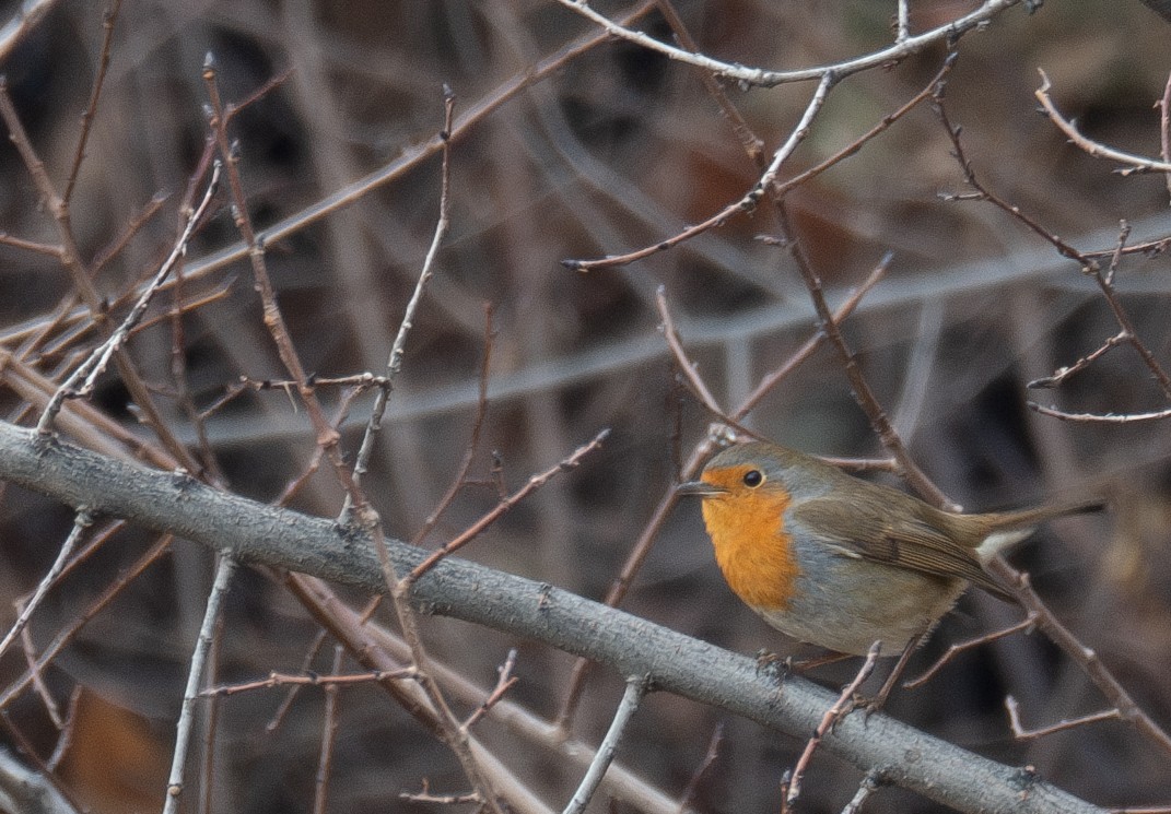 Kızılgerdan - ML647670492