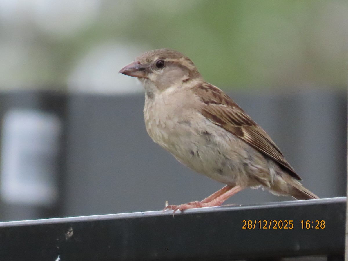 Gorrión Común - ML647670493