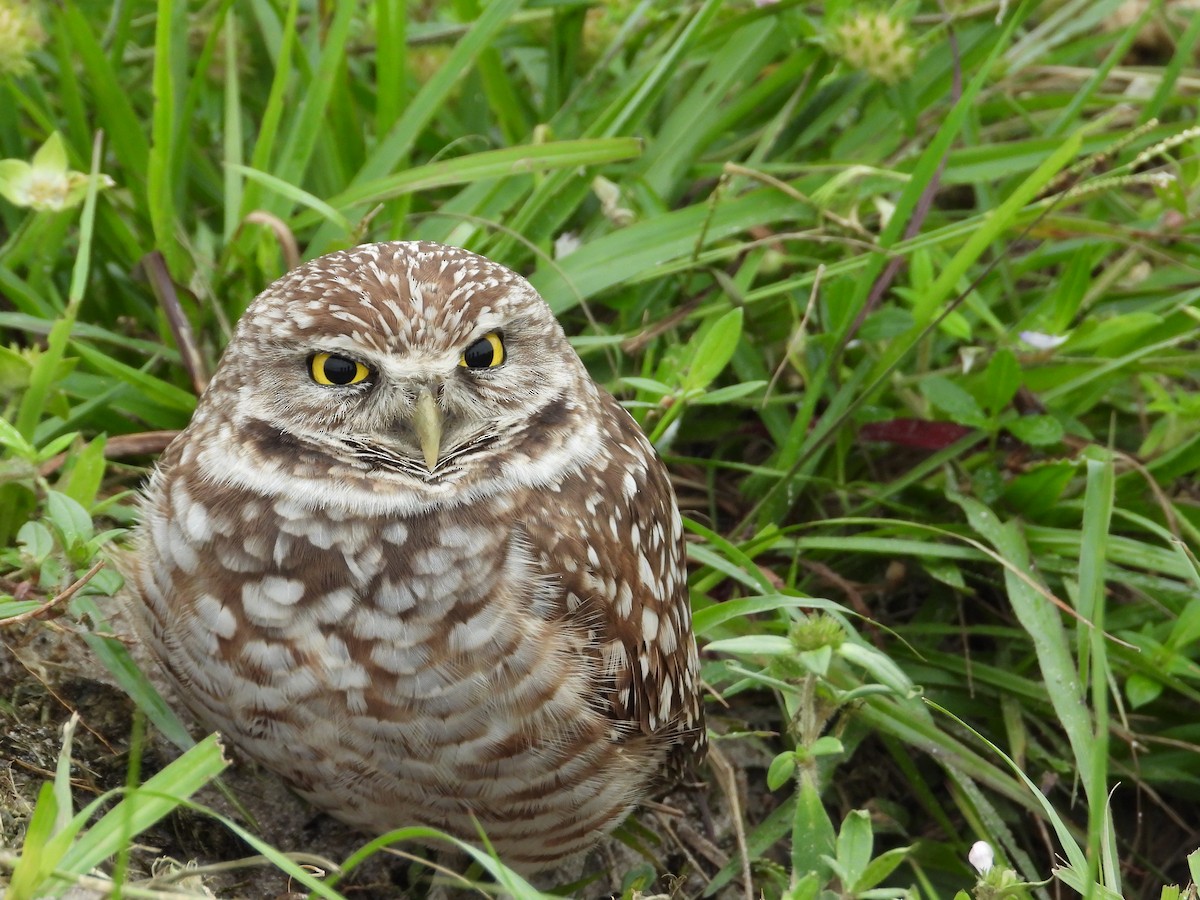 Yer Kukumavı - ML647670494