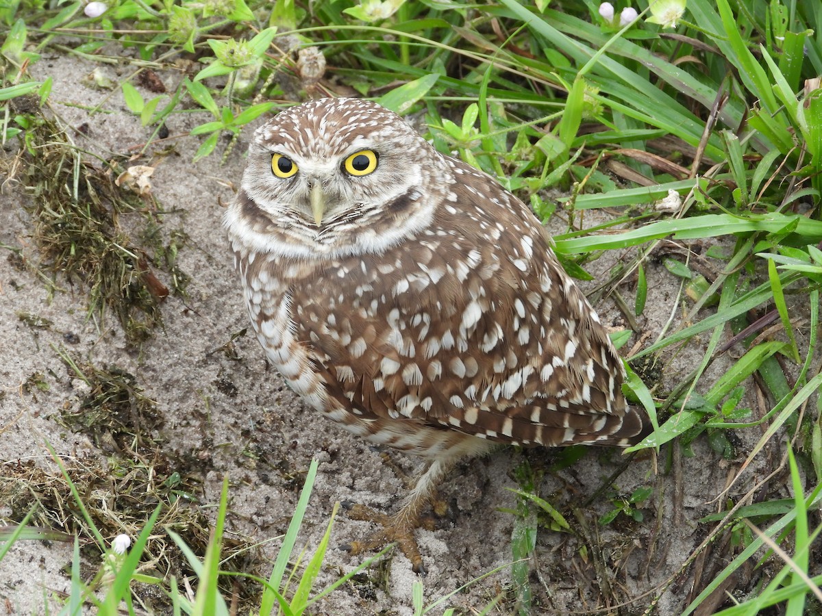 Yer Kukumavı - ML647670496