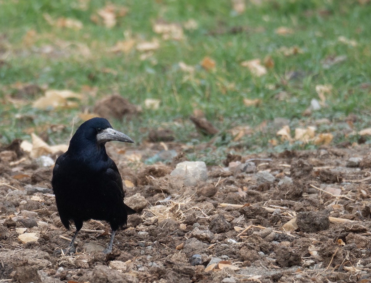 Ekin Kargası - ML647670498