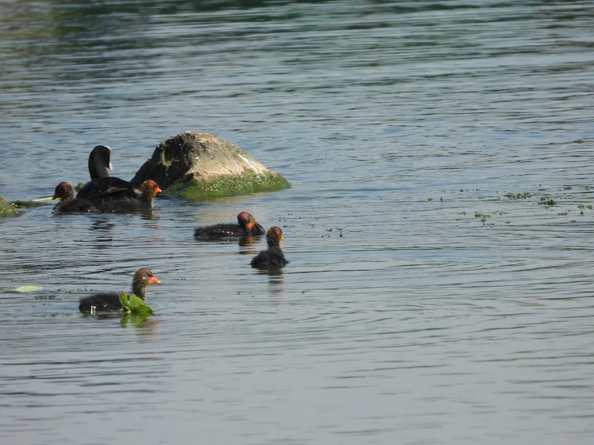 Sakarmeke - ML647670500