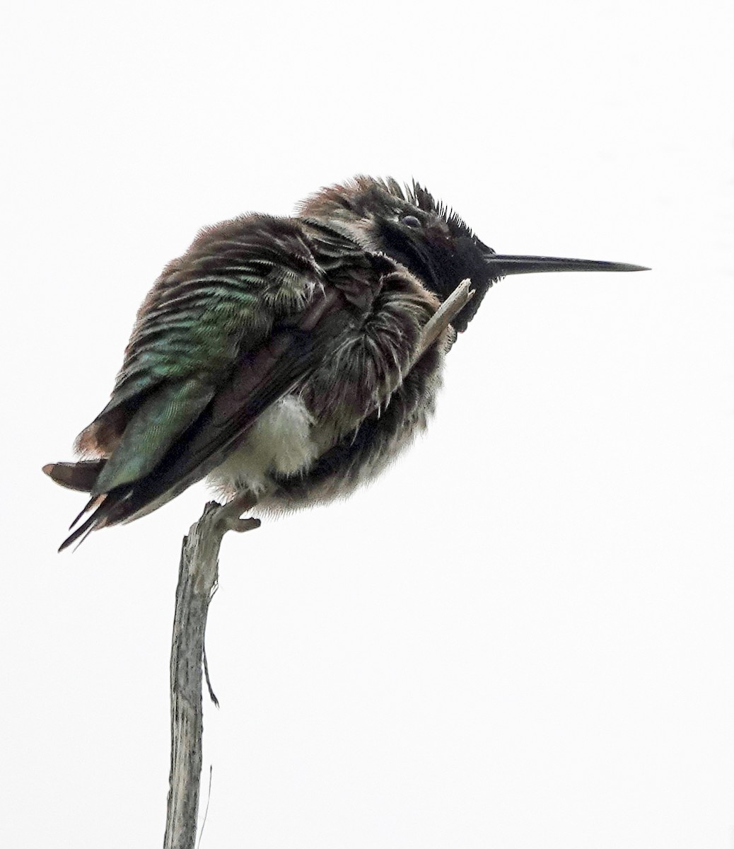 Anna Kolibrisi - ML647670504