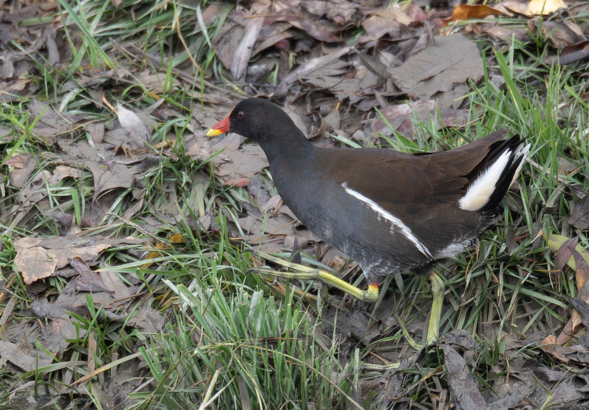 Sutavuğu - ML647670508