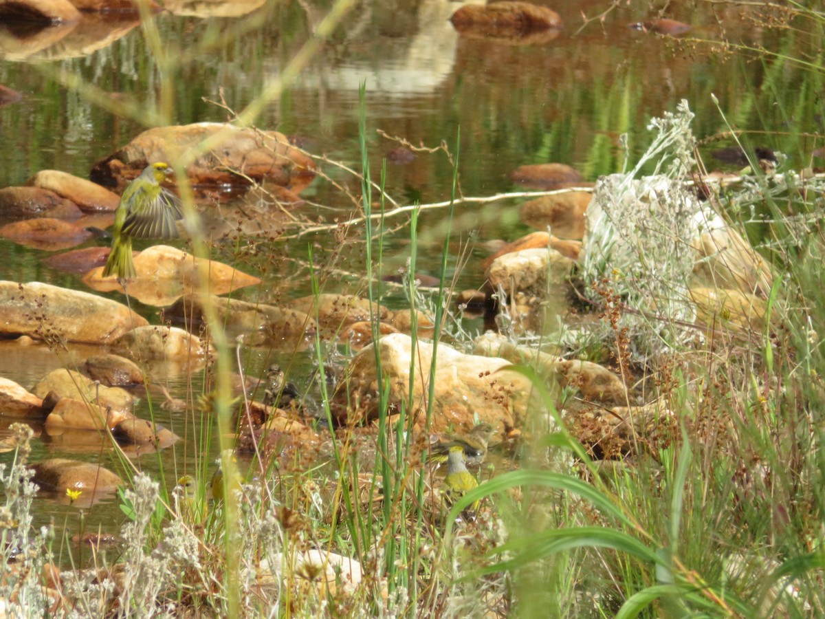 Kap Kanaryası - ML647670511