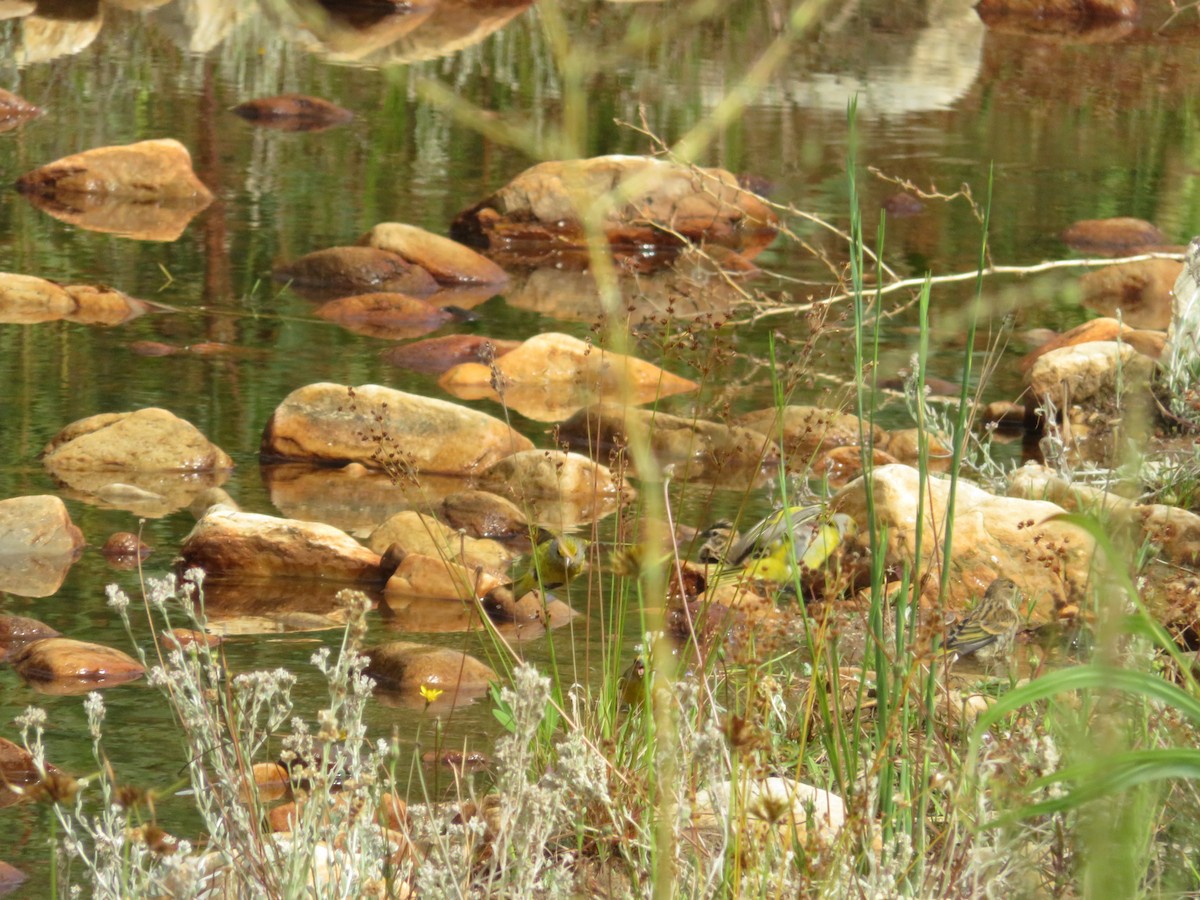 Kap Kanaryası - ML647670512