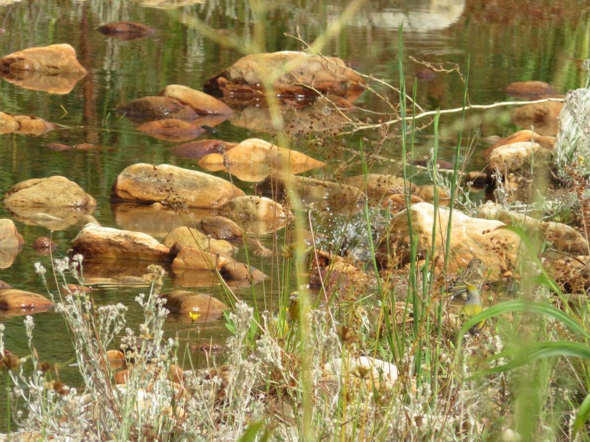 Kap Kanaryası - ML647670513