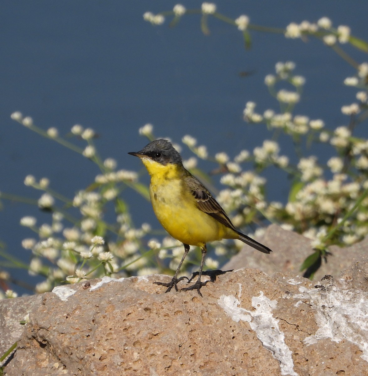 Sarı Kuyruksallayan - ML647670515