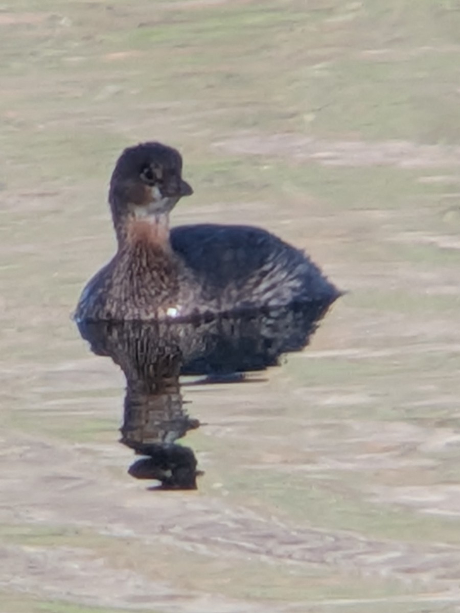 Kalın Gagalı Batağan - ML647670516