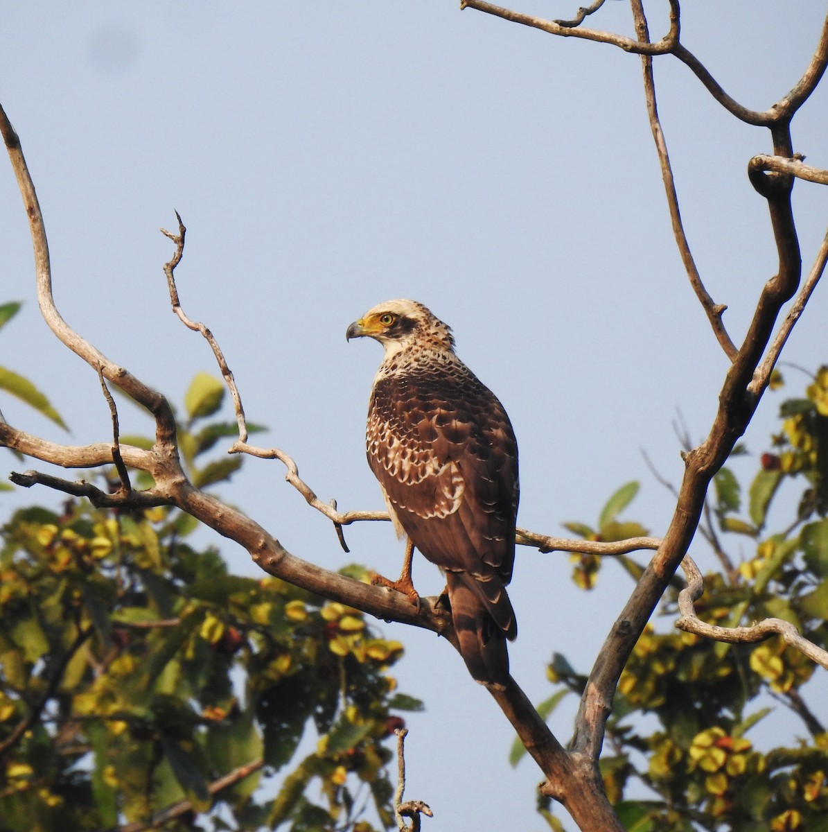 Değişken Atmaca Kartalı - ML647670517