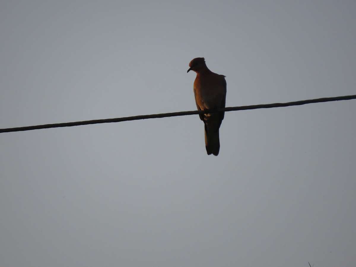 Küçük Kumru - ML647670519