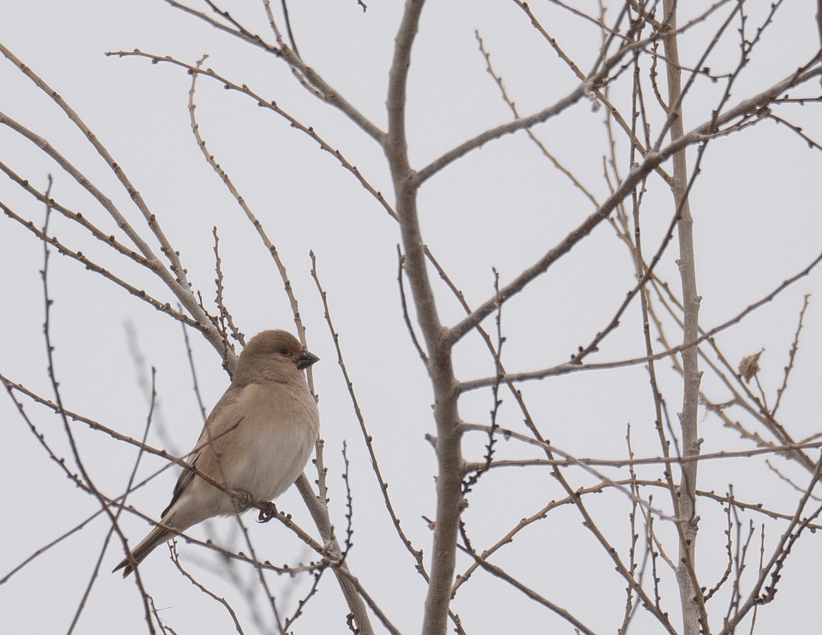 Boz Alamecek - ML647670520