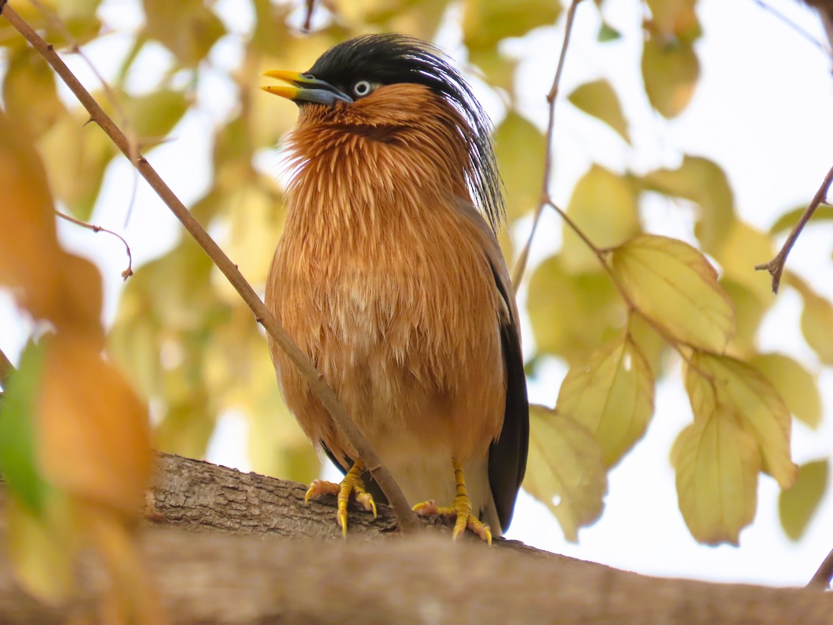 Brahman Sığırcığı - ML647670521